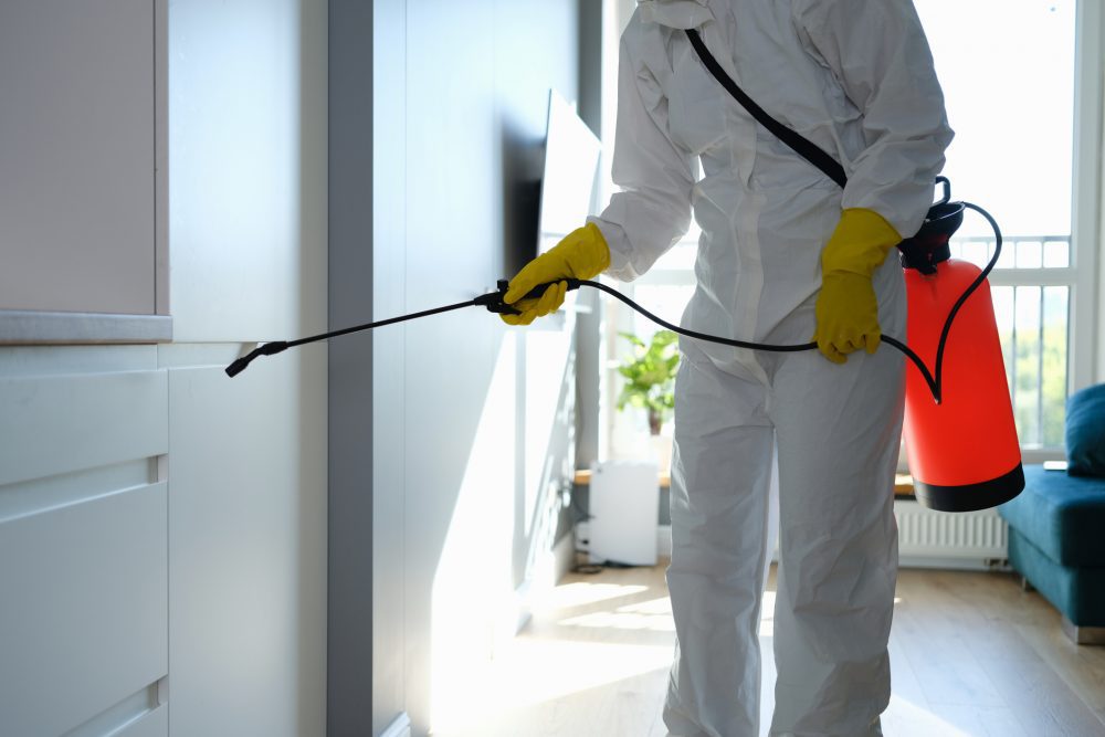 Handling a Pest Problem: DIY or Professional Pest Control?